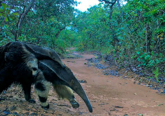 Kinross e a preservação da biodiversidade em Paracatu