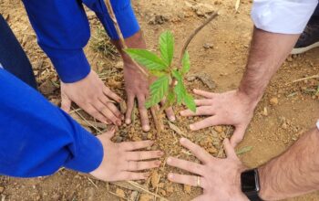 Plantio de mudas altas de restauração florestal da CBA em área de mineração de bauxita em Minas Gerais, promovendo a conservação ambiental e a biodiversidade