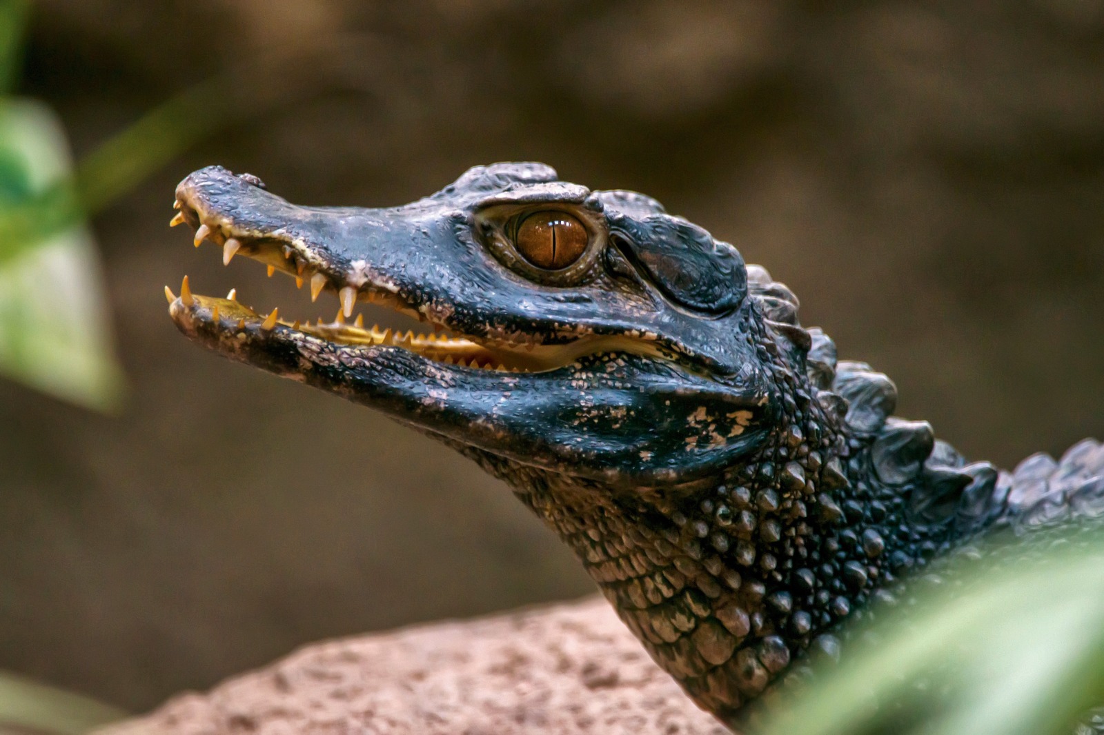 Projeto inédito vai promover o repovoamento do Jacaré-de-Papo-Amarelo no Espírito Santo