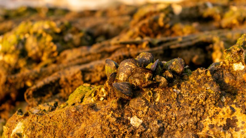 Equinox Gold negocia minas de ouro por US$ 1 bi – para CMOC