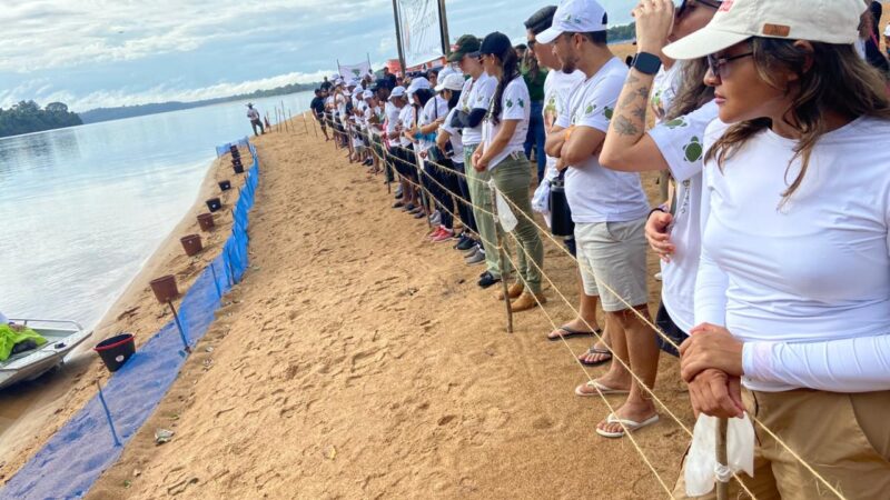 Programa Quelônios do Rio Trombetas, da MRN, devolve 8 mil filhotes de Tartaruga-da-amazônia à natureza