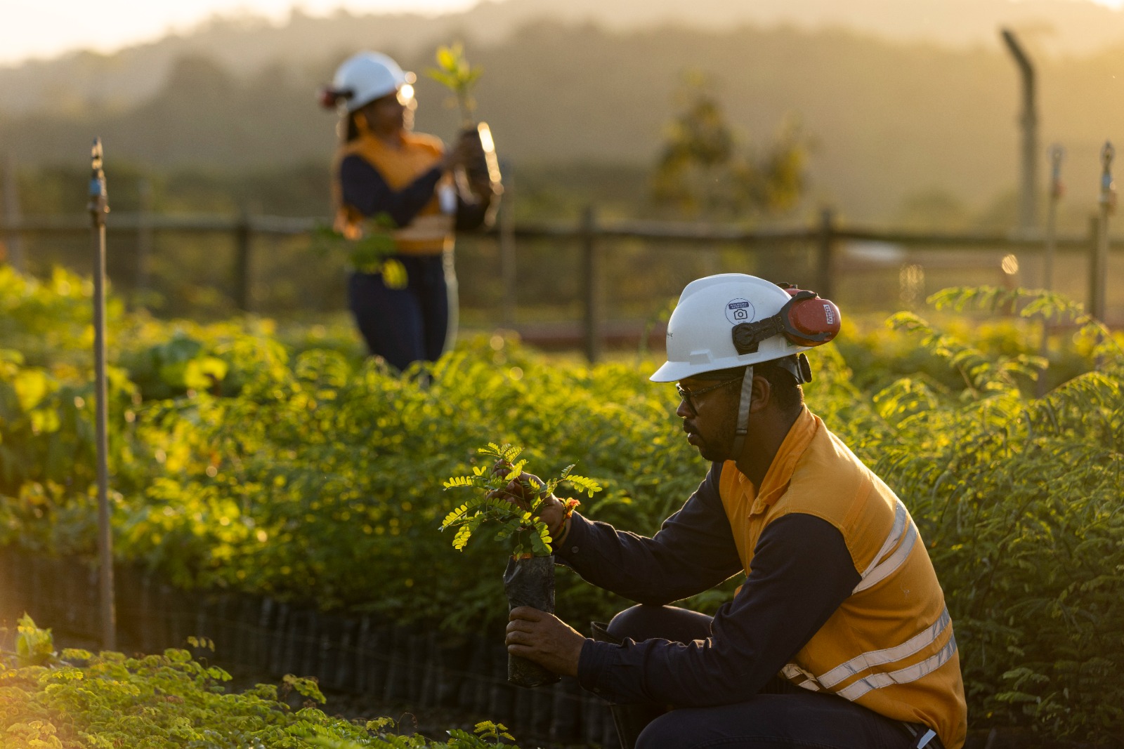 Appian e Atlantic Nickel investem mais de R$ 28,7 milhões em ações socioambientais e revegetam o equivalente a 543 campos de futebol da Mata Atlântica